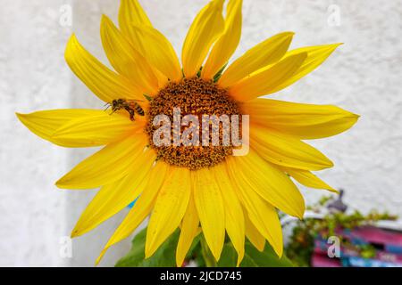 Biene auf dem Kopf der gelben Sonnenblume Stockfoto