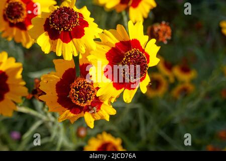 Coreopsis basalis , Golden Wave Coreopsis eine rote und gelbe Wildblume, die im kalifornischen Garten wächst Stockfoto