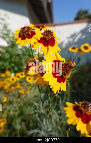 Coreopsis basalis , Golden Wave Coreopsis eine rote und gelbe Wildblume, die im kalifornischen Garten wächst Stockfoto