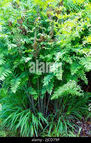 Royal Fern Osmunda regalis im Garten, Klumpen, Stiele, Stiele Stockfoto
