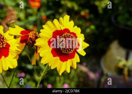 Coreopsis basalis , Golden Wave Coreopsis eine rote und gelbe Wildblume, die im kalifornischen Garten wächst Stockfoto