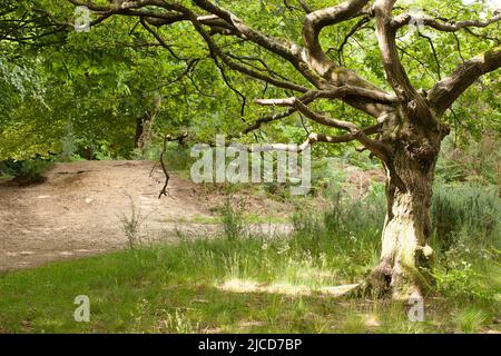 Strawberry Hill Pond Epping Forest Essex, England Großbritannien Europa Stockfoto