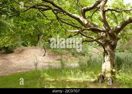 Strawberry Hill Pond Epping Forest Essex, England Großbritannien Europa Stockfoto