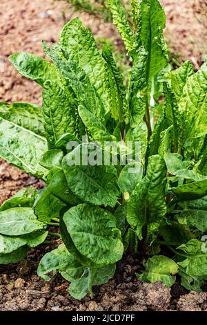 Sauerampfer (Rumex acetosa). Gemeiner Sauerampfer, Spinat Dock, wächst im Garten. Stockfoto