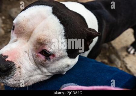 Niedliche kleine Pitbull Welpen spielen im Freien Stockfoto