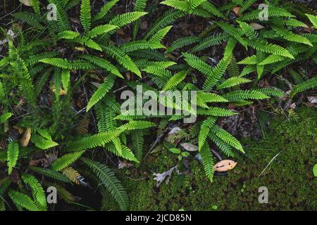 Harter Farn frische grüne Wedel, die in einem schattigen und feuchten Wald wachsen Stockfoto