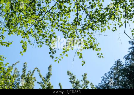 Europäische weiße Birke (Betula pubescens oder Betula alba) frisches grünes Laub Stockfoto