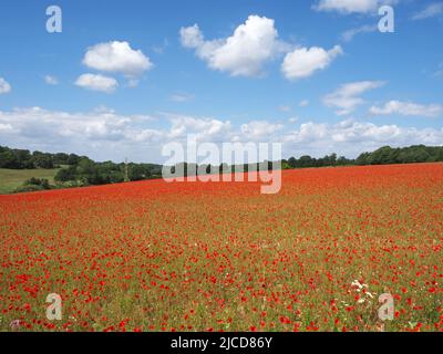 Epsom Downs, Surrey, Großbritannien. 12.. Juni 2022. Ein Hauch von Rot in der Landschaft von Surrey. Wunderschöne Mohnblumen sorgen bei Sonnenschein auf den North Downs in der Nähe von Epsom für eine blendende Darstellung. Quelle: Julia Gavin/Alamy Live News Stockfoto