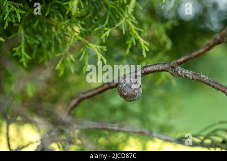 Mittelmeer-Zypresse (Cupressus sempervirens) reifer Kegel Stockfoto