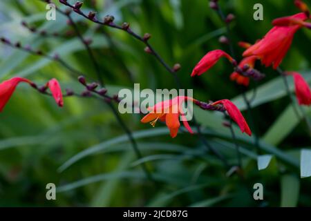 Rote Blüten von Montbretia (Crocosmia crocosmiiflora), blühende Pflanze wächst wild in Galicien, Spanien Stockfoto