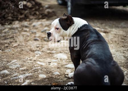 Niedliche kleine Pitbull Welpen spielen im Freien Stockfoto
