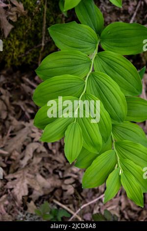 Kantige Salomonssiegel (Polygonatum odoratum) frische grüne Blätter Stockfoto