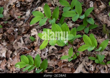 Kantige Salomonssiegel (Polygonatum odoratum) frische grüne Blätter Stockfoto