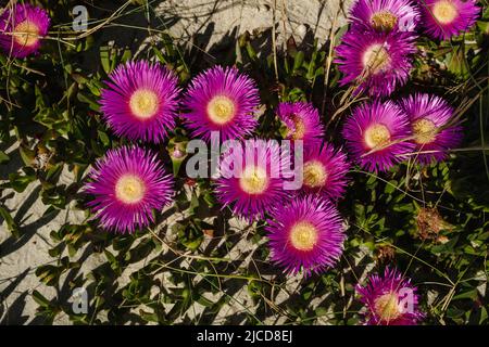 Rottentot-Feigen-Eispflanze (Carpobrotus edulis) blüht tiefmagentafarben Stockfoto