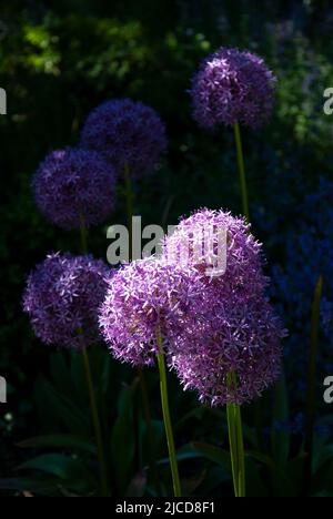 Lila Allium Blumen im City Park, Springtime, Ottawa, Ontario, Kanada Stockfoto