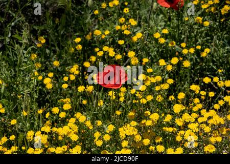 Wilde Frühlingsblumen, roter Mohn (Papaver Rhoeas) und gelber glatter Weißbart (Crepis capillaris) blühen im Frühling Stockfoto