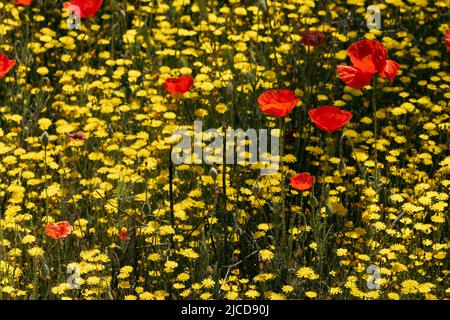 Im Frühling blühen wilde Frühlingsblumen, rote Mohnblumen (Papaver Rhoeas) und gelber, glatter Weißbart (Crepis capillaris) Stockfoto