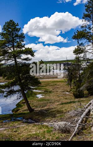 Tote Bäume aus Schwefelwasserstoff-Gasen im Valley of the Yellowstone NP, Wyoming USA Stockfoto