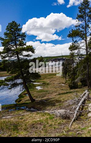 Tote Bäume aus Schwefelwasserstoff-Gasen im Valley of the Yellowstone NP, Wyoming USA Stockfoto