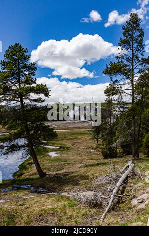 Tote Bäume aus Schwefelwasserstoff-Gasen im Valley of the Yellowstone NP, Wyoming USA Stockfoto