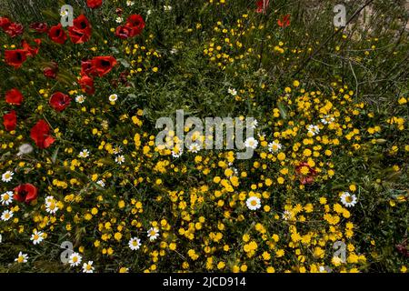 Wilde Frühlingsblumen (rote Mohnblumen, gelber glatter Hagebart und weißer anacyclus) blühen im Frühling Stockfoto