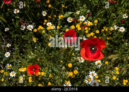 Wilde Frühlingsblumen (rote Mohnblumen, gelber glatter Hagebart und weißer anacyclus) blühen im Frühling Stockfoto