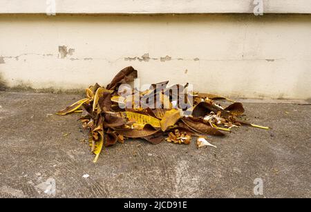 Ein Stapel trockener Blätter auf der Straße vor dem Zaun trocknete Blätter von Frangipani Stockfoto