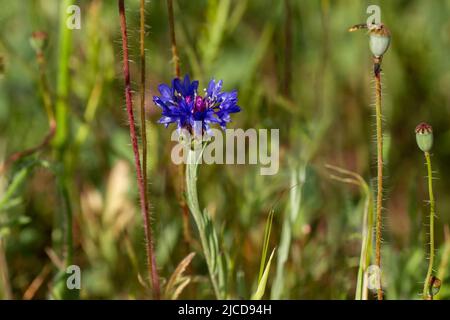 Bachelor's Button (Centaurea cyanus) blau violettblühende Blume Stockfoto