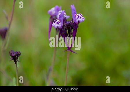 Linaria amethystea lila Blume aus nächster Nähe Stockfoto
