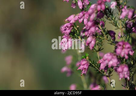 Detail der irischen Heide - Erica Erigenea - rosa Blüten Blüht im Frühling Stockfoto