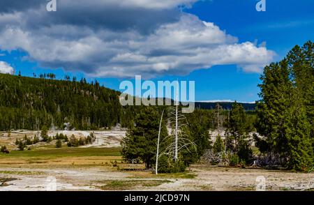 Tote Bäume aus Schwefelwasserstoff-Gasen im Valley of the Yellowstone National Park, Wyoming USA Stockfoto