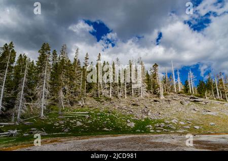 Tote Bäume aus Schwefelwasserstoff-Gasen im Valley of the Yellowstone National Park, Wyoming USA Stockfoto