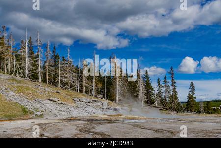 Tote Bäume aus Schwefelwasserstoff-Gasen im Valley of the Yellowstone National Park, Wyoming USA Stockfoto