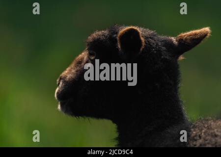 Ziegen auf frischer Frühlingswiese in schönem sonnigen Morgen Stockfoto