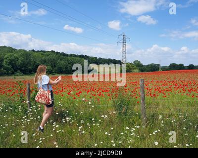 Epsom Downs, Surrey, Großbritannien. 12.. Juni 2022. Lady fotografiert die wunderschönen Mohnblumen bei Sonnenschein auf den North Downs in der Nähe von Epsom. Quelle: Julia Gavin/Alamy Live News Stockfoto