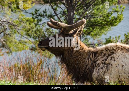 Bull Moose, ein junges Tier, das bei einem Regen am Straßenrand, USA, grünes Gras frisst Stockfoto
