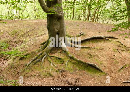 Strawberry Hill Pond Epping Forest Essex, England Großbritannien Europa Stockfoto