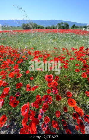 Mohnfelder im Mai in der Nähe des Volvi-Sees auf der Chalkidiki-Halbinsel in Mazedonien, Nordgriechenland. Stockfoto