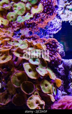 Bunte Knopfkorallen, die unter dem Meerwasser schwanken, grün WEISS GESTREIFTER POLYP (Zoanthus sp.) Stockfoto