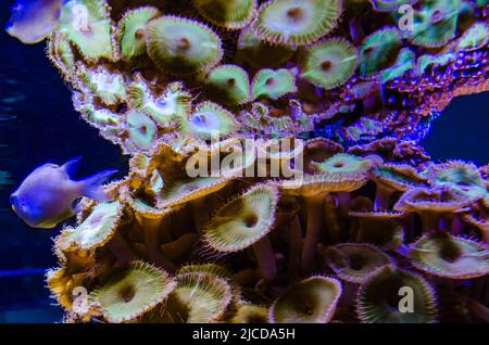 Bunte Knopfkorallen, die unter dem Meerwasser schwanken, grün WEISS GESTREIFTER POLYP (Zoanthus sp.) Stockfoto