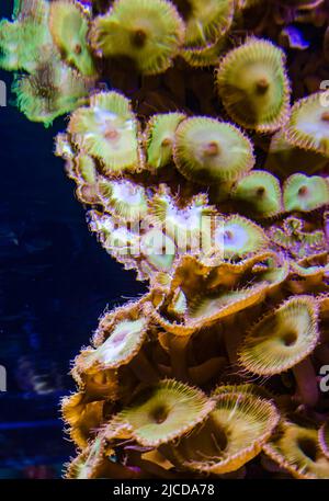 Bunte Knopfkorallen, die unter dem Meerwasser schwanken, grün WEISS GESTREIFTER POLYP (Zoanthus sp.) Stockfoto