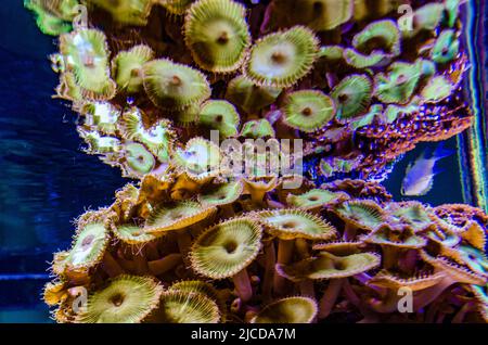 Bunte Knopfkorallen, die unter dem Meerwasser schwanken, grün WEISS GESTREIFTER POLYP (Zoanthus sp.) Stockfoto