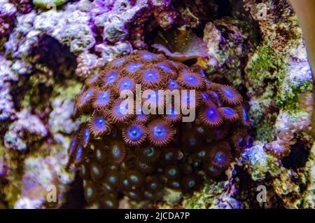 Bunte Knopfkorallen, die unter dem Meerwasser schwanken, grün WEISS GESTREIFTER POLYP (Zoanthus sp.) Stockfoto