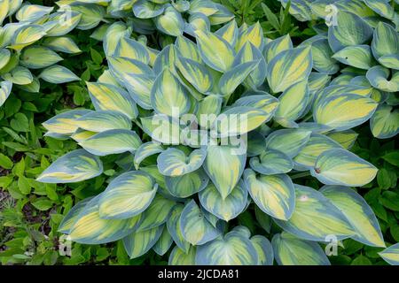 Kochbananen Lilie, Hosta June, In, Garten, Dekorativ, Hostas, Gelb, Bunt, Blätter, Ornamental Stockfoto