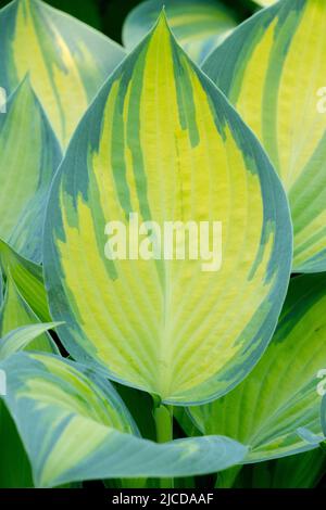 Hosta June, Blatt, Wegerich Lilie, Variegated, Hosta, Blätter, Porträt, Pflanze, Dekorativ, Laub Stockfoto