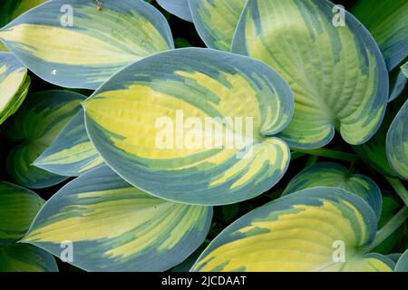 Hardy Hostas Colour Leaves, Hosta 'June', Gelbes, buntes Blatt Stockfoto