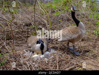 Kanadagans (Branta canadensis). Männliche und weibliche Gans auf einem Nest mit Eiern auf einer Insel unter Bäumen, New Jersey USA Stockfoto