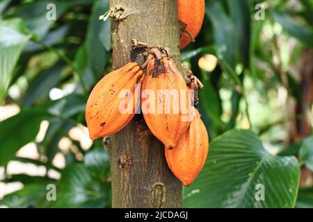 Orangefarbene Kakaobohnen hängen am Kakaobaum „Theobroma Cacao“ Stockfoto