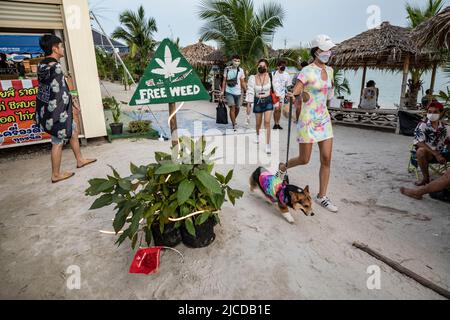 Nakhom Pathom, Thailand. 12.. Juni 2022. Eine Frau geht am zweiten Tag des Marihuana-Festivals „Thailand 420 Legal-AEW“ außerhalb von Nakhom Pathom, Thailand, am Sonntag, den 12. Juni 2022, mit ihrem Hund. Thailand entkriminalisierte vor kurzem Marihuana, was einen Boom im Marihuana-Geschäft ankurbelte. (Bild: © Andre Malerba/ZUMA Press Wire) Stockfoto