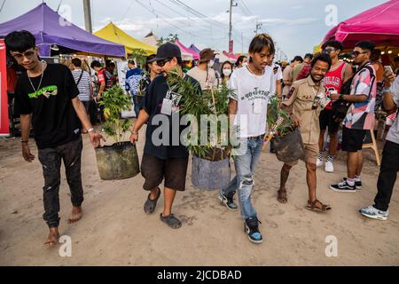 Nakhom Pathom, Thailand. 12.. Juni 2022. Mitarbeiter des Festivals tragen Marihuanapflanzen am zweiten Tag des Marihuana-Festivals „Thailand 420 Legal-AEW“ außerhalb von Nakhom Pathom, Thailand, am Sonntag, den 12. Juni 2022. Thailand entkriminalisierte vor kurzem Marihuana, was einen Boom im Marihuana-Geschäft ankurbelte. (Bild: © Andre Malerba/ZUMA Press Wire) Stockfoto